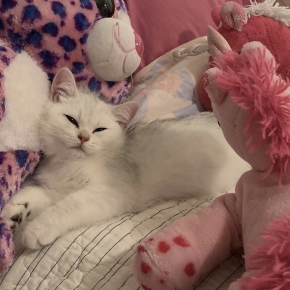 Meet your Posher, Tecna - Picture 1 of 1